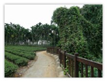 茶香歩道一