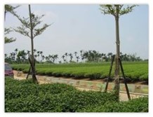 茶香景觀